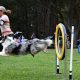 Top Dog Training Eugene Oregon: Expert Solutions | Living in Oregon: Moving Tips, Cost of Living & Best Cities
