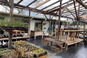 Salem Oregon Nursery | Living in Oregon: Moving Tips, Cost of Living & Best Cities